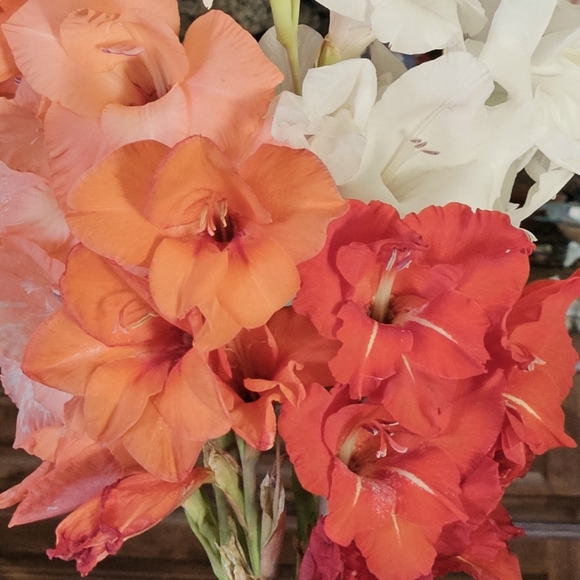 Meet your Posher, R - Picture 1 of 1